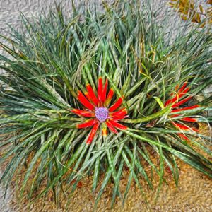 Cactus Flower