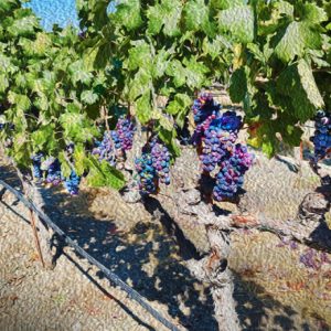 Grape Vines Livermore Winery
