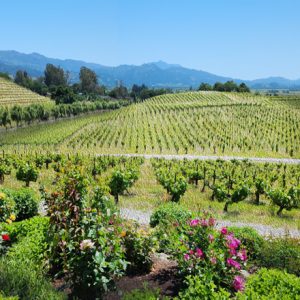 Coppola Winery Hillside
