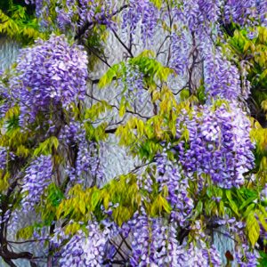 Purple Wisteria Vine
