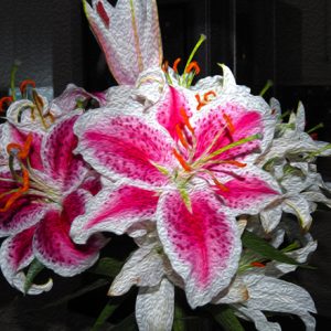 Stargazer Lillies