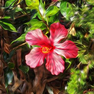 Hibiscus Single