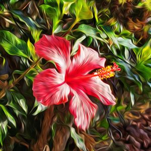 Hibiscus Partner