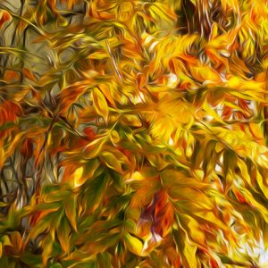 Fall  Wisteria Vine