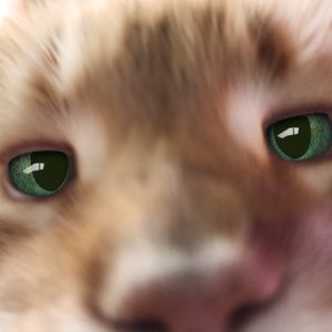 Clyde