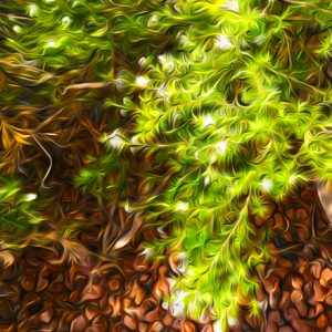Rosemary Bush