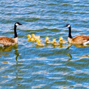 Baby Geese