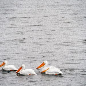 4 Pelicans Floating