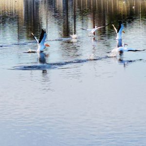 4Pelicans Takeoff