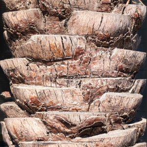 Tree Trunk 1