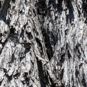 Tree Trunk 2