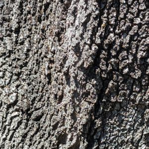 Tree Trunk 3