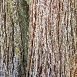 Tree Trunk 4