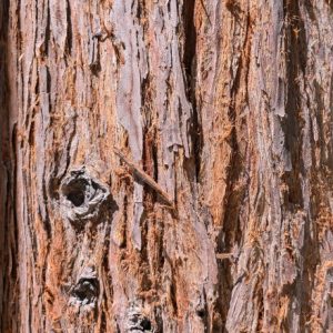 Tree Trunk 5