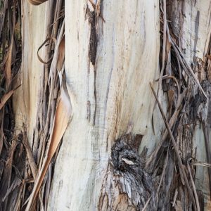 Tree Trunk 6