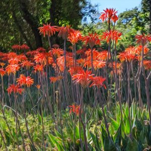 Stonebrook Los Altos Flowers
