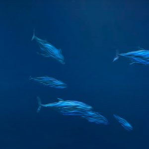 Aquarium Big Fish