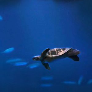 Aquarium Turtle