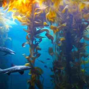 Aquarium Sharks and Kelp