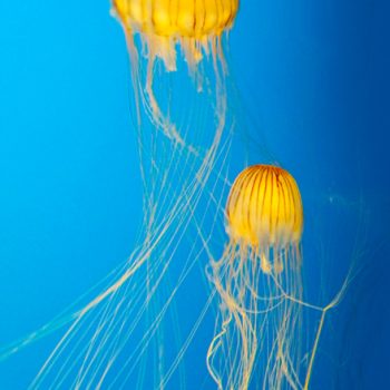 TB00084V_Jellyfish